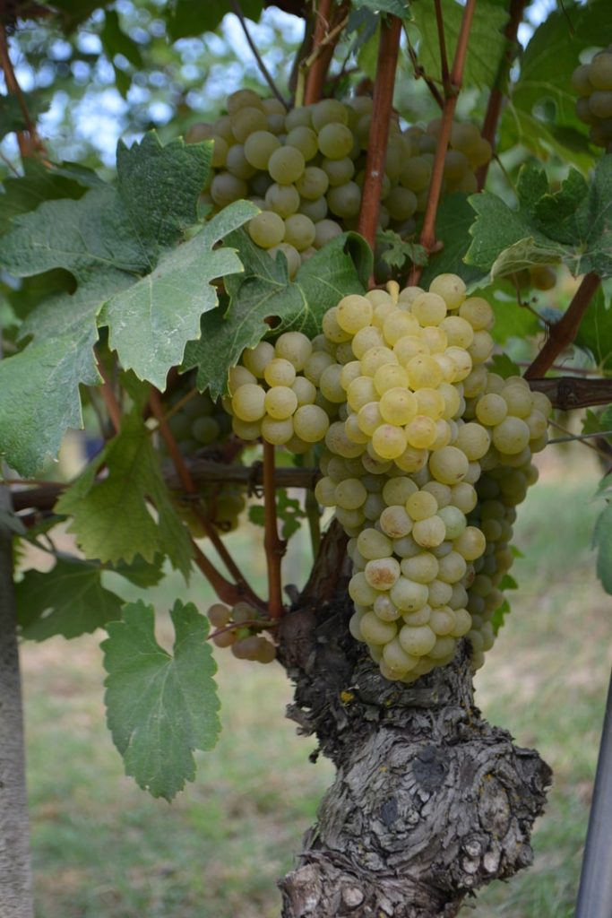 Grappoli di Arneis di una vecchia vite