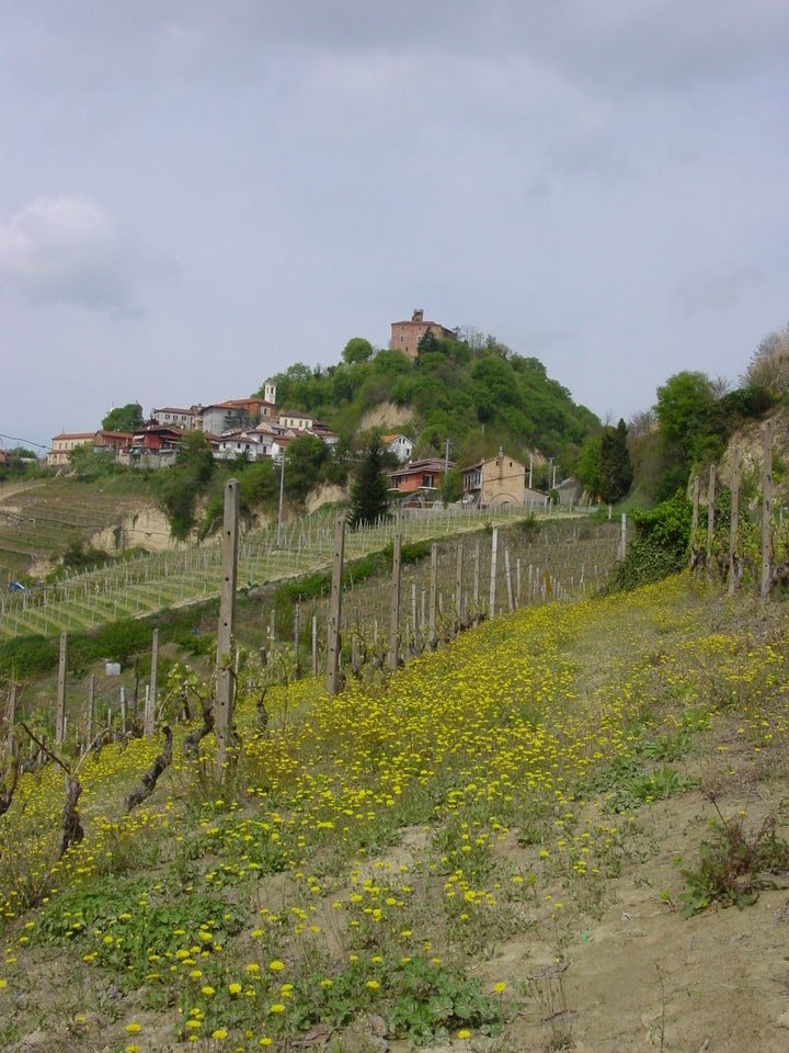 Vigneto in collina, verso Monteu Roero