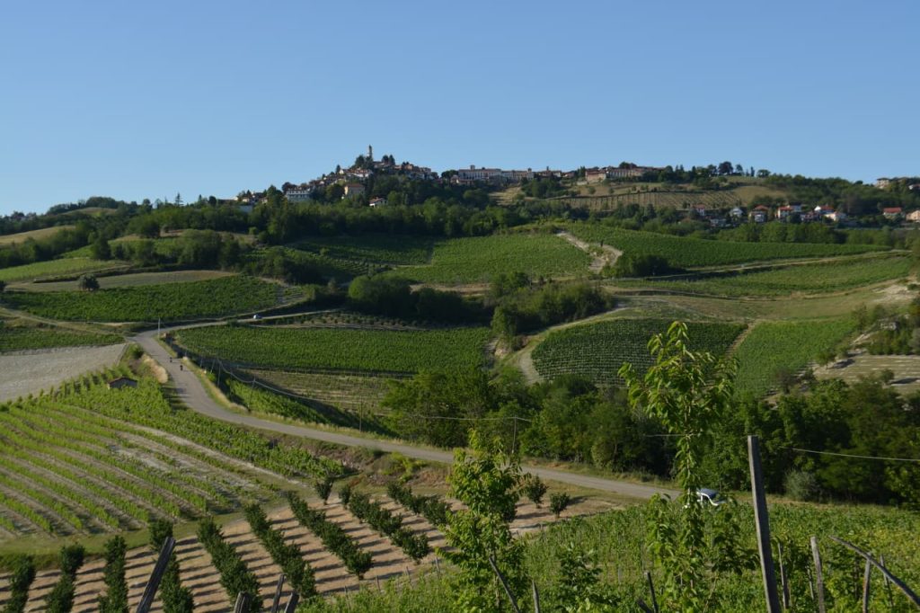 Albugnano vineyards are located on a hill of considerable elevation, 549 masl