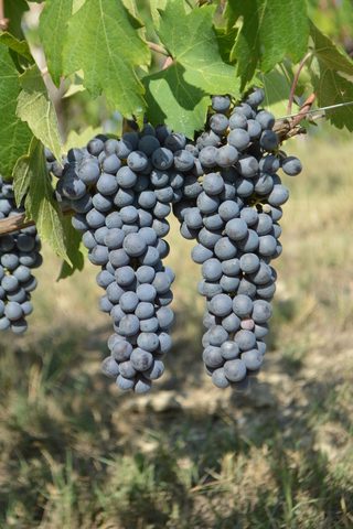 Twin bunches of Nebbiolo