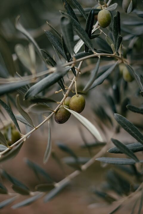 Green olives on a branch