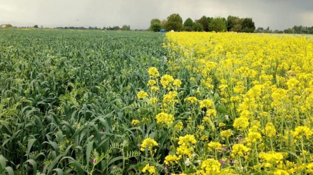 A field of green-manure