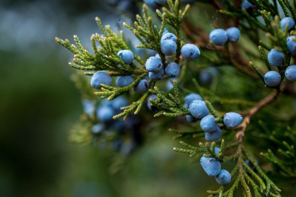 Juniper berries to make gin