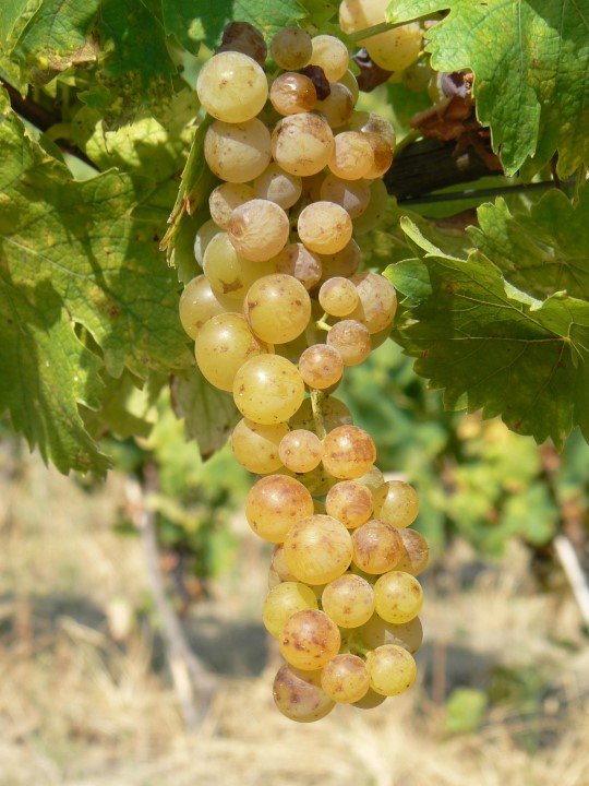 Loazzolo: small Moscato’s grape