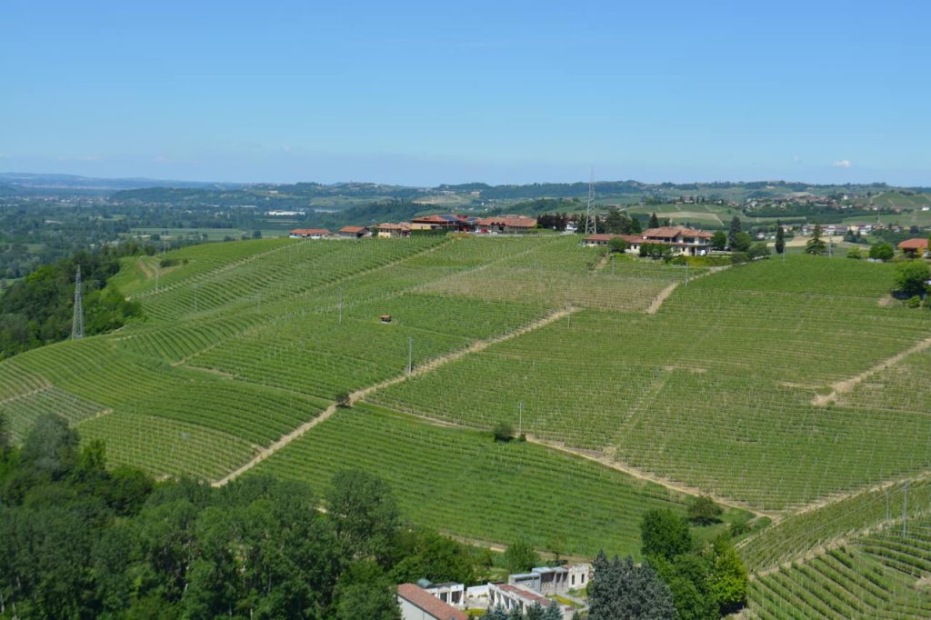 Vigneto Ovello a Barbaresco