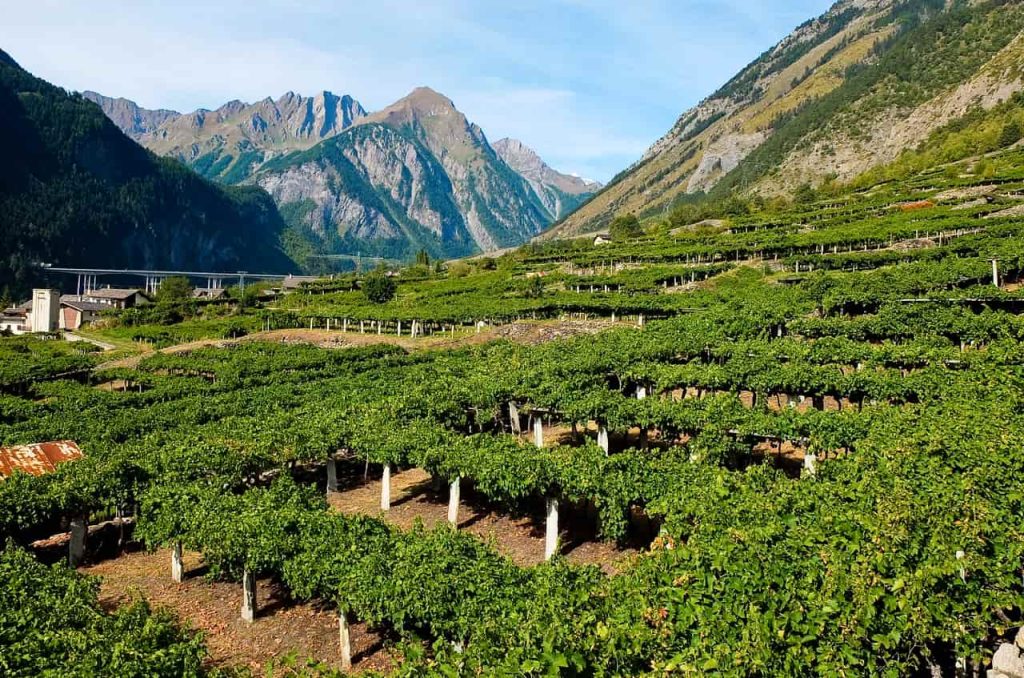Vigneti a pergola in Valle d’Aosta
