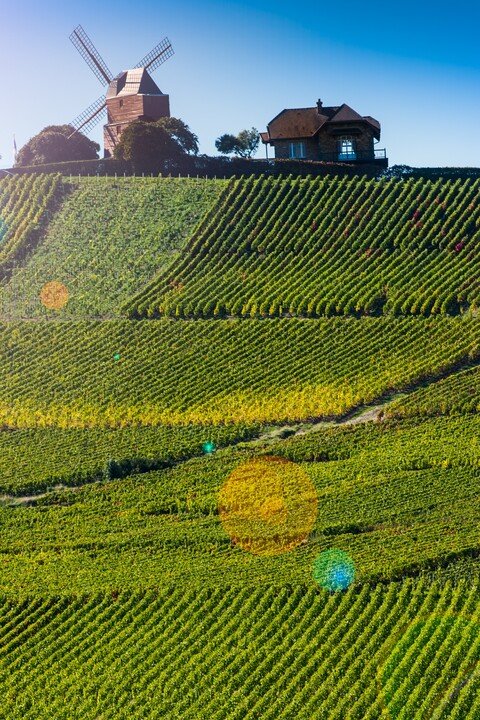 Landscape in Champagne, Vernezay, with vineyards and a mill