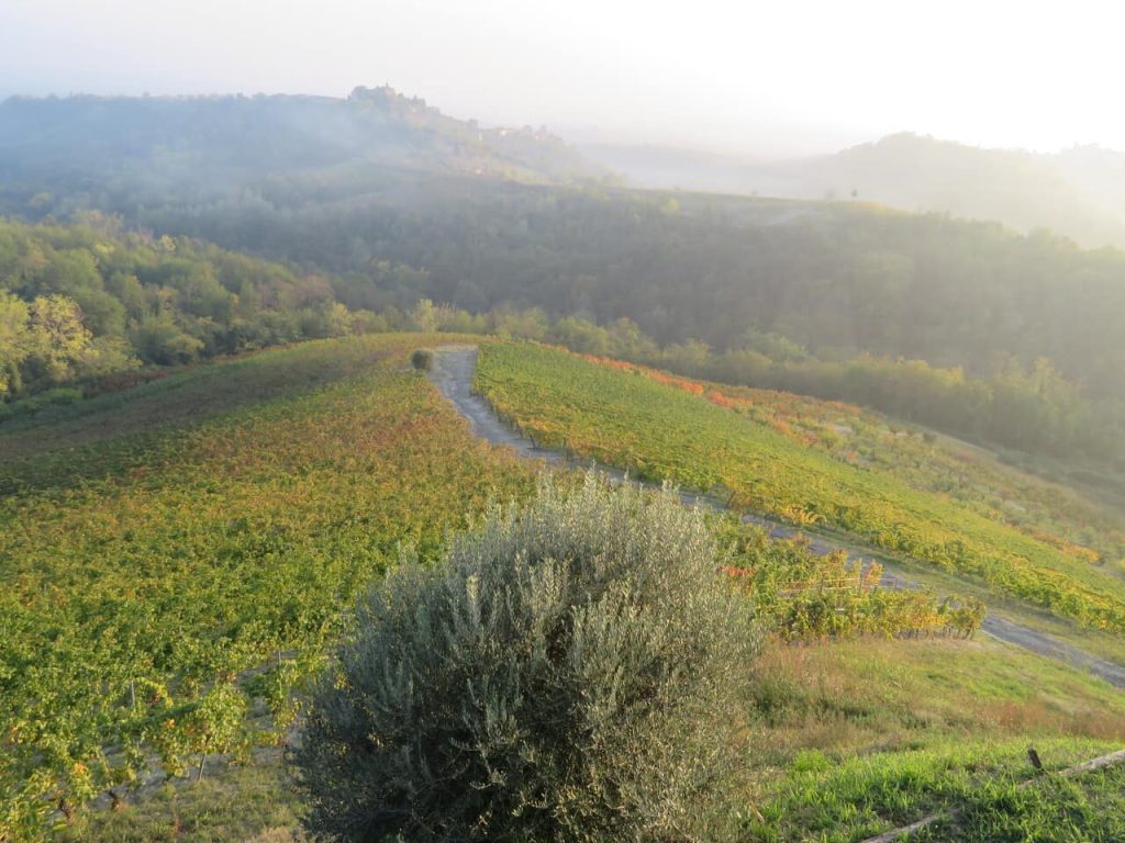 Crops in the Albugnano area: woods, fruits, flowers and more