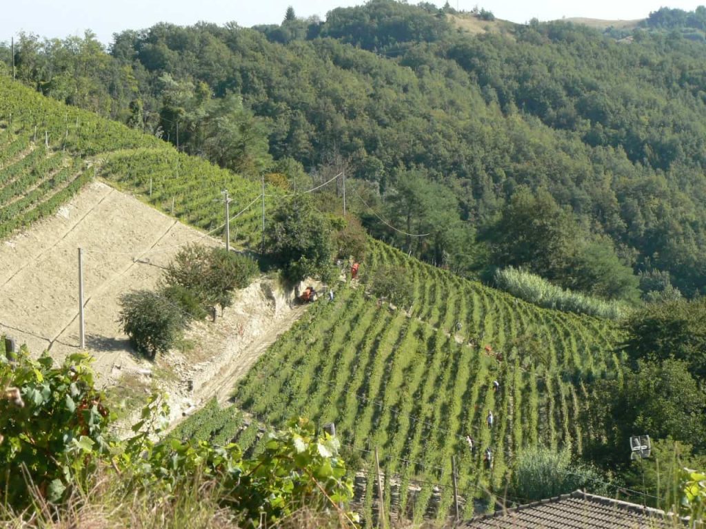vineyards in Loazzolo